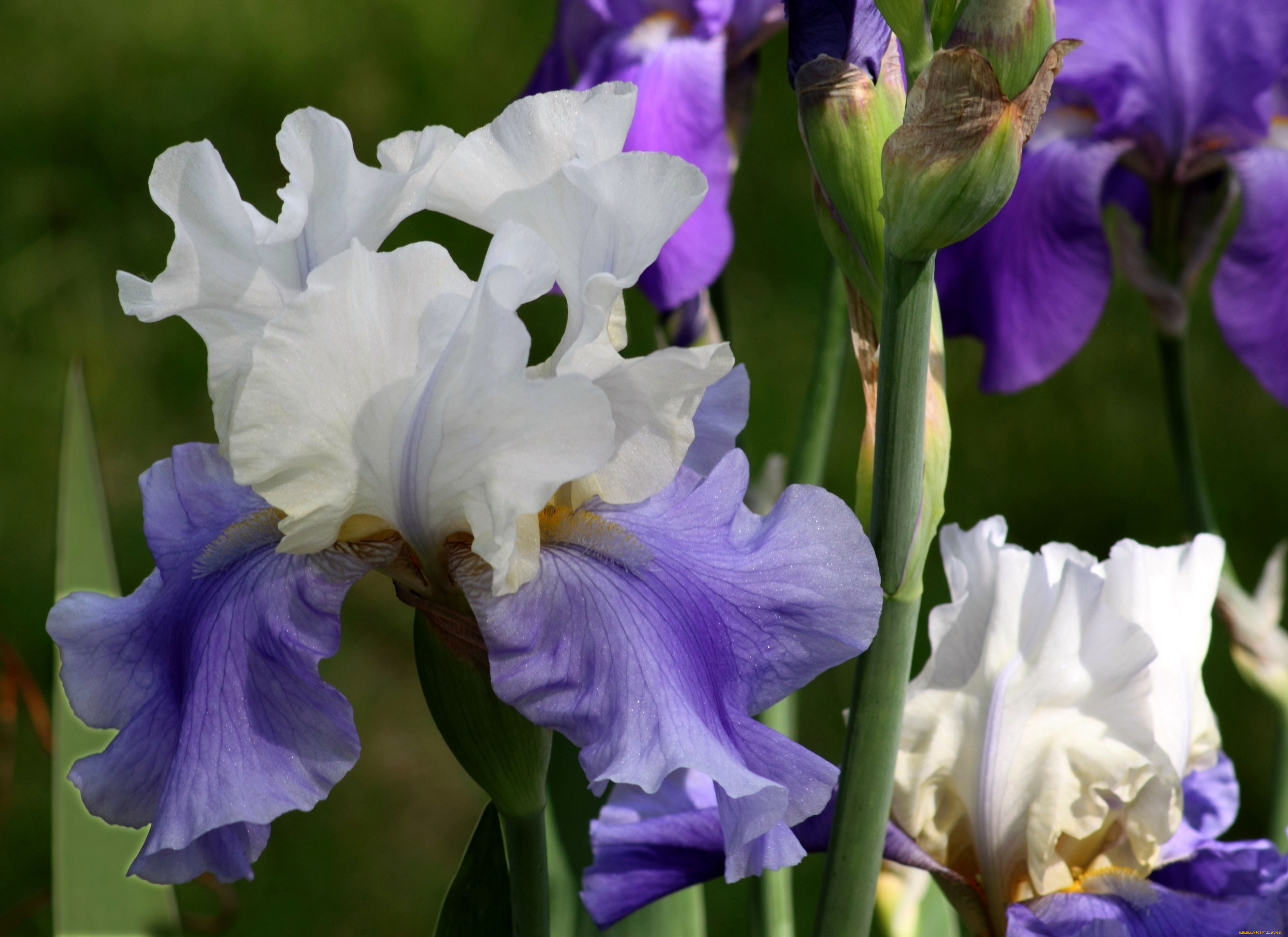 Les irises. Ирис германский Арпеж. Ирис германский Сибирский. Ирис бородатый Арпеж. Ирис Шампейн Элеганс.